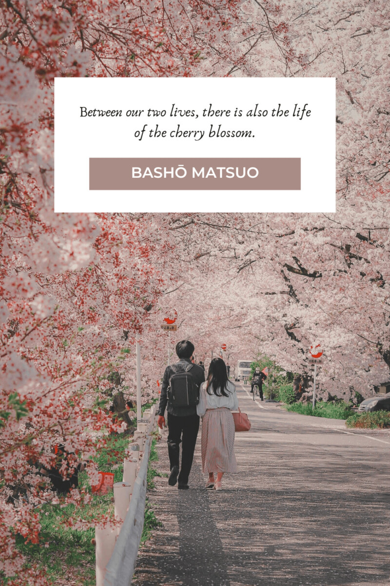 Beautiful Cherry Blossom Quotes About Life, Love, And Renewal To Eden