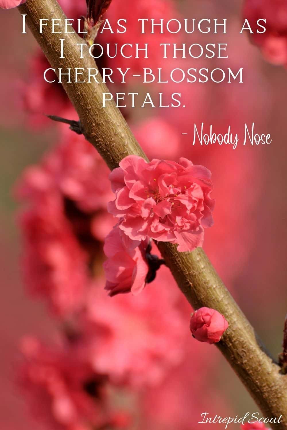 Beautiful CHERRY BLOSSOM QUOTES and CAPTIONS for Instagram • Intrepid Scout