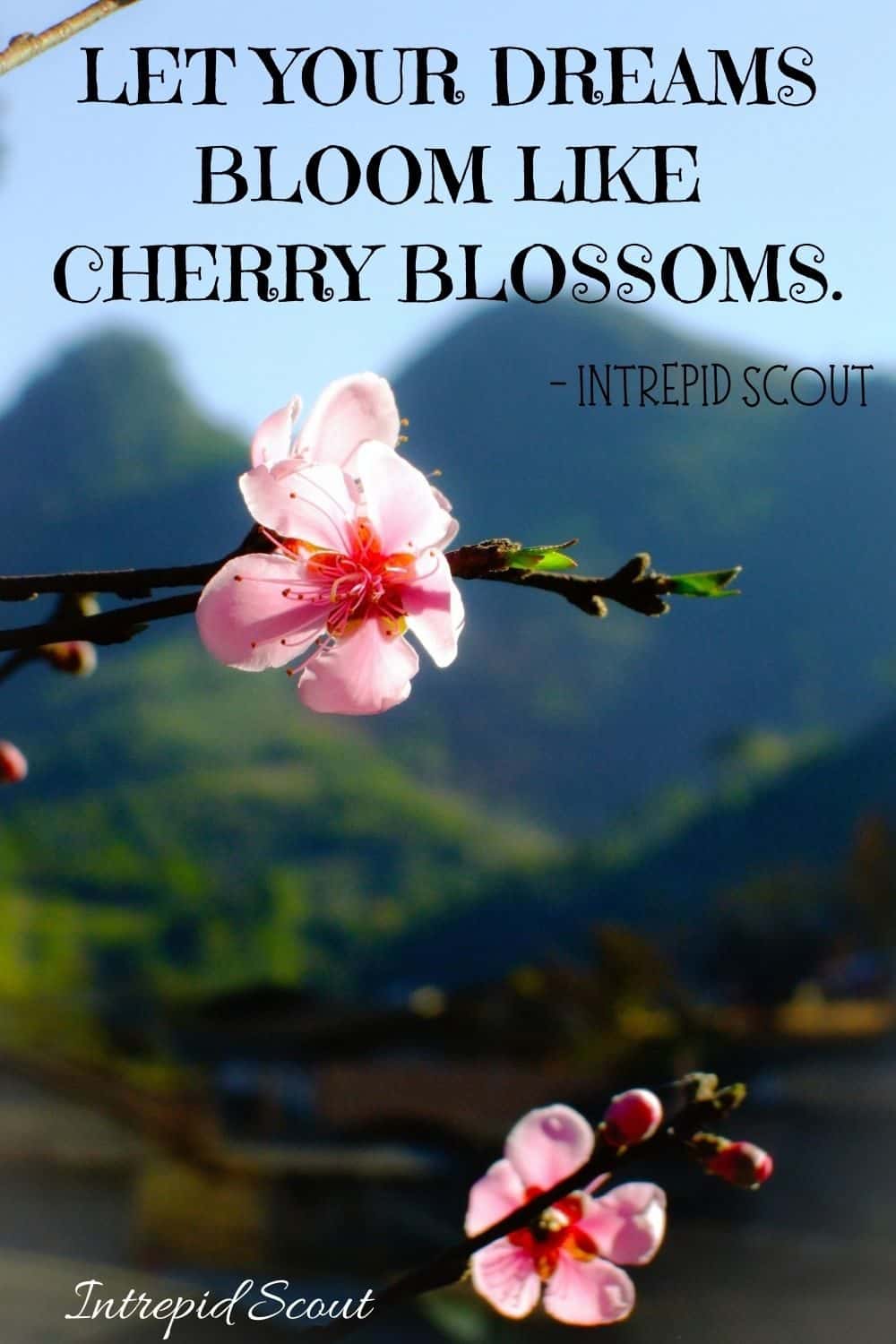 Beautiful CHERRY BLOSSOM QUOTES and CAPTIONS for Instagram • Intrepid Scout