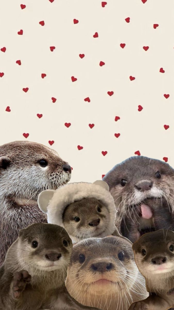 Otter Wallpaper. Otters cute, Cute animal photo, Pretty animals