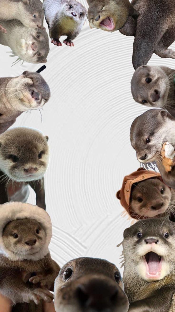 #wallpaper #otters. Otters cute, Cute animals, Cute little animals