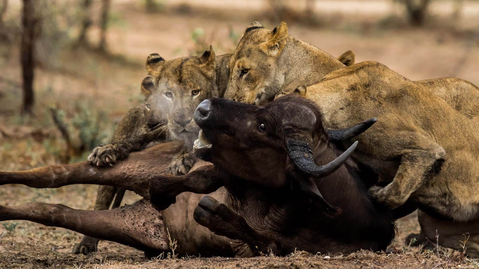 Buffalo And A Lion Fighting Wallpapers Wallpaper Cave buffalo-and-a-lion-fighting-wallpapers-wallpaper-cave