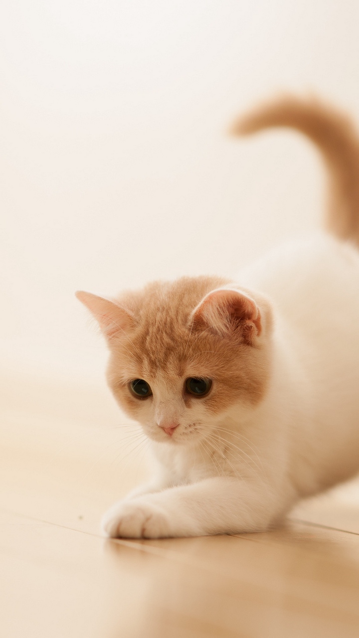 HD Cats Wallpaper on Amazon Appstore