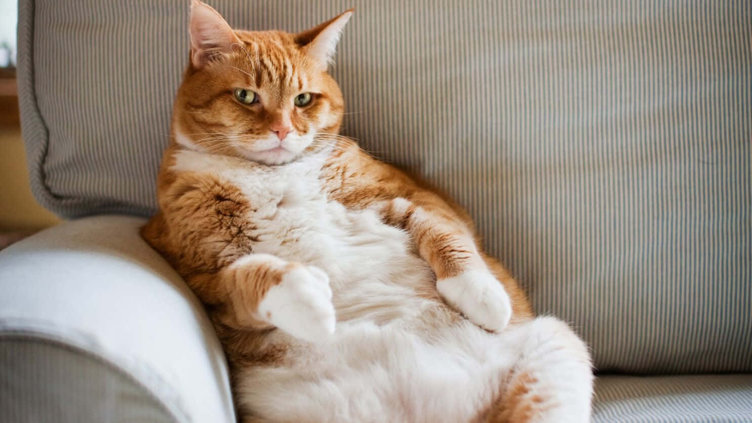 Download Purrfectly happy Fat Cat