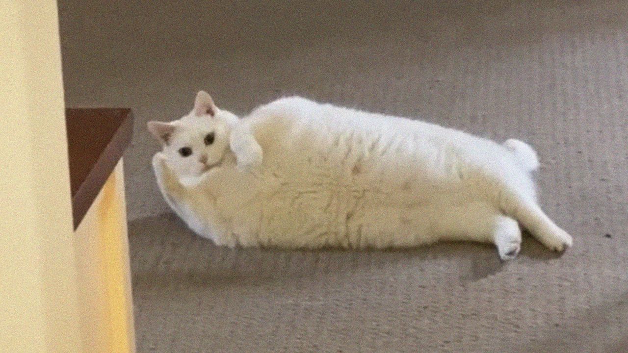 Wallpaper king duncan, fat cat, cat, relax, pose, funny hd, picture, image