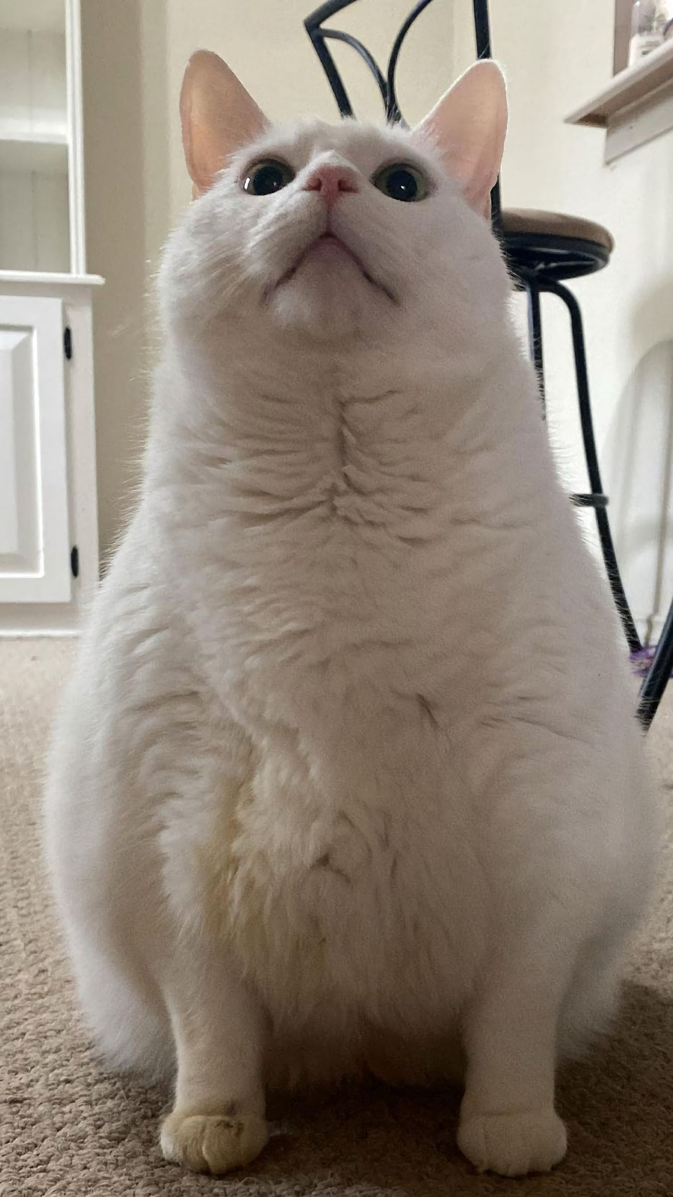 Download wallpaper 1350x2400 king duncan, fat cat, cat, glance, white, funny iphone 8+/7+/6s+/for parallax HD background