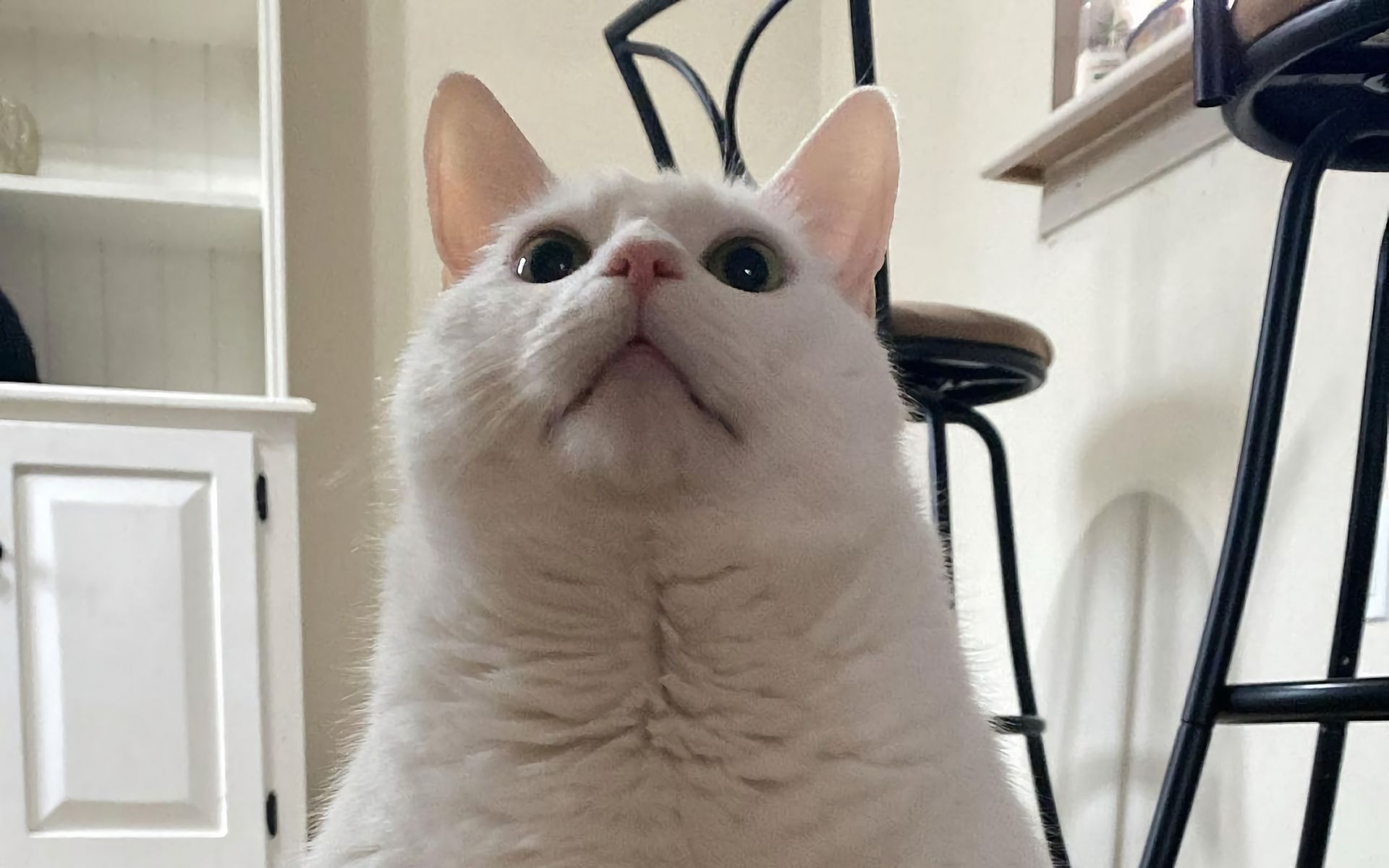 Download wallpaper 1920x1200 king duncan, fat cat, cat, glance, white, funny widescreen 16:10 HD background