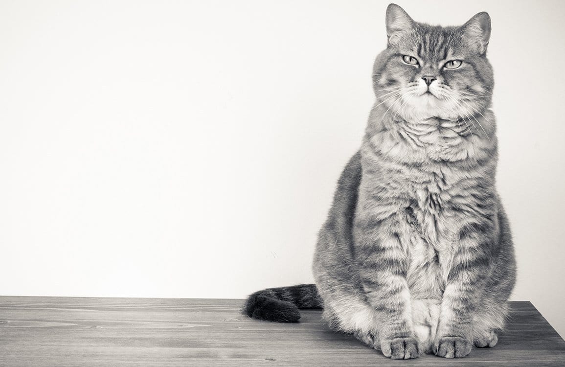 Vintage Sepia Cat Portrait Wallpaper British Feline Style Decor