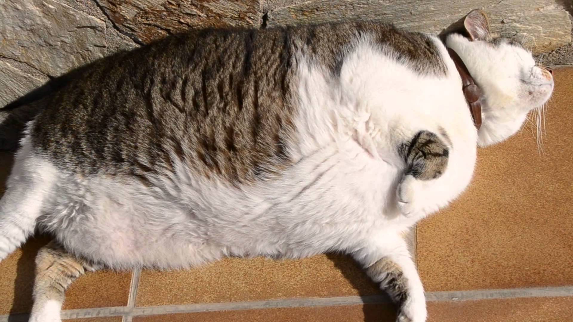 Fat Cat Wallpaper, HD Fat Cat Background on WallpaperBat