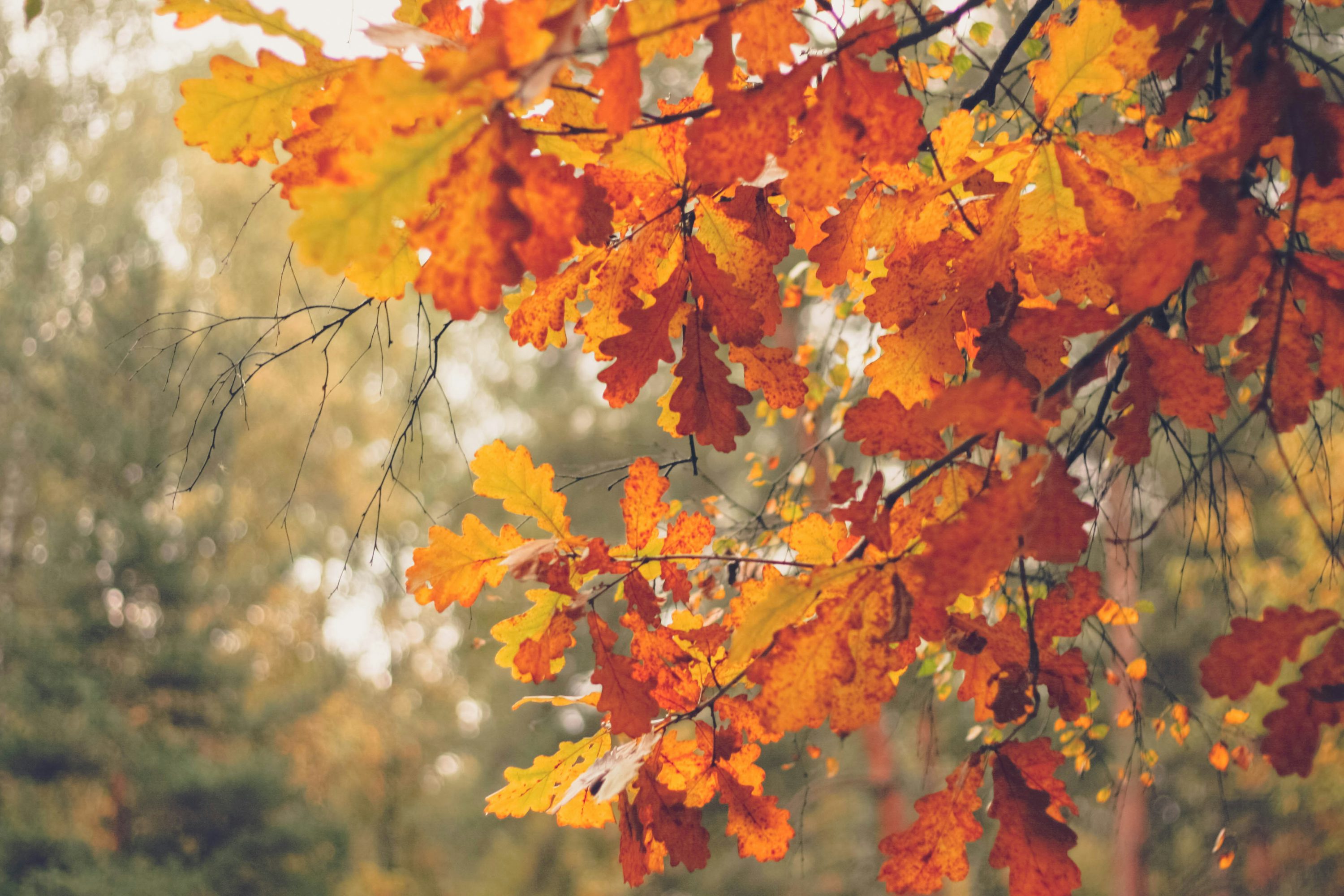 Cozy Autumn Picture. Download Free Image