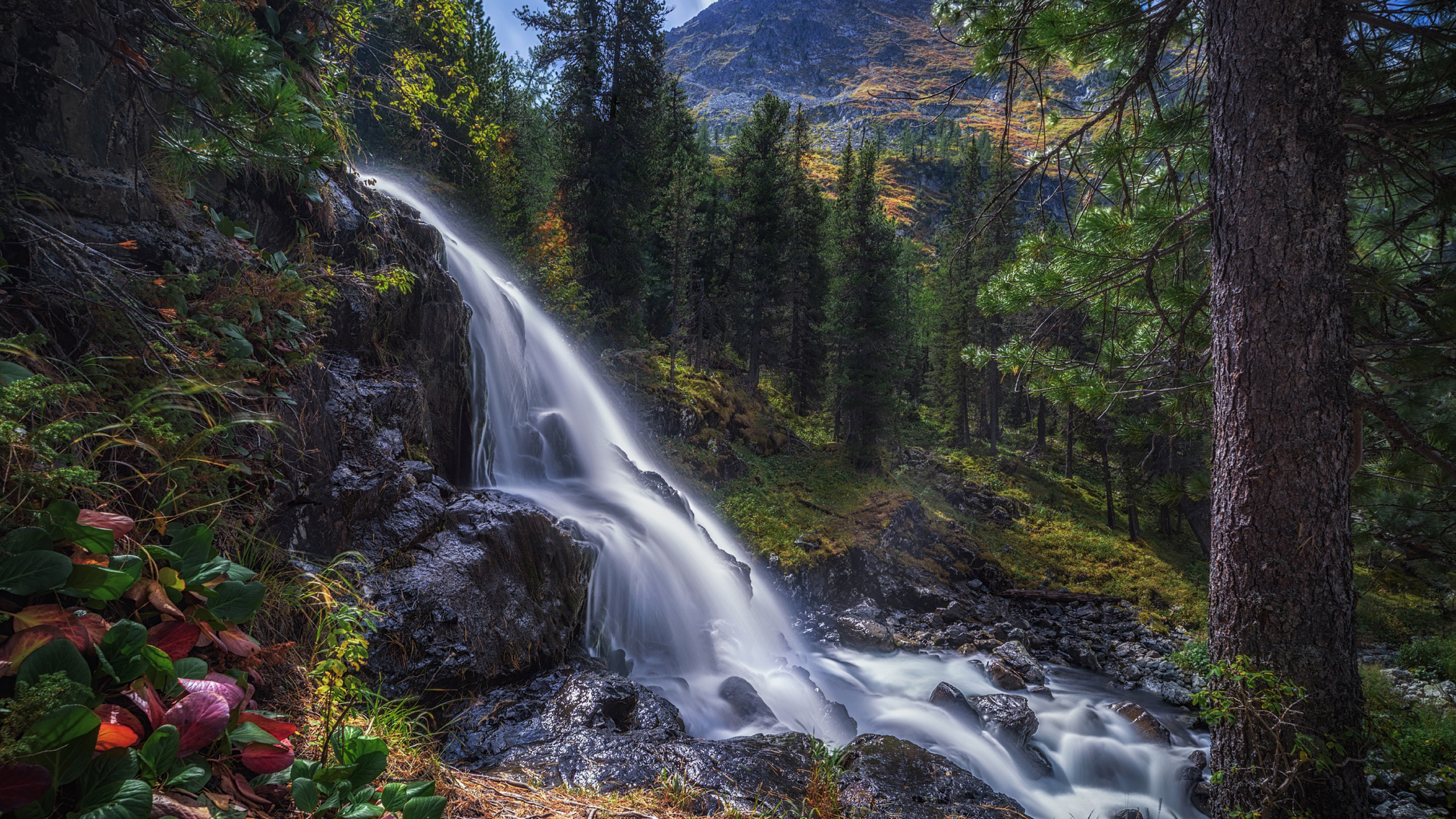 Russia Forest And Waterfall Around Trees HD Nature Wallpaper