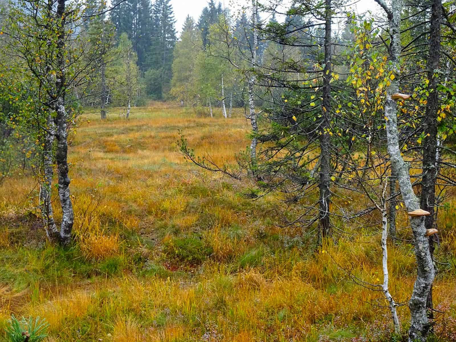 years of Russian protected areas