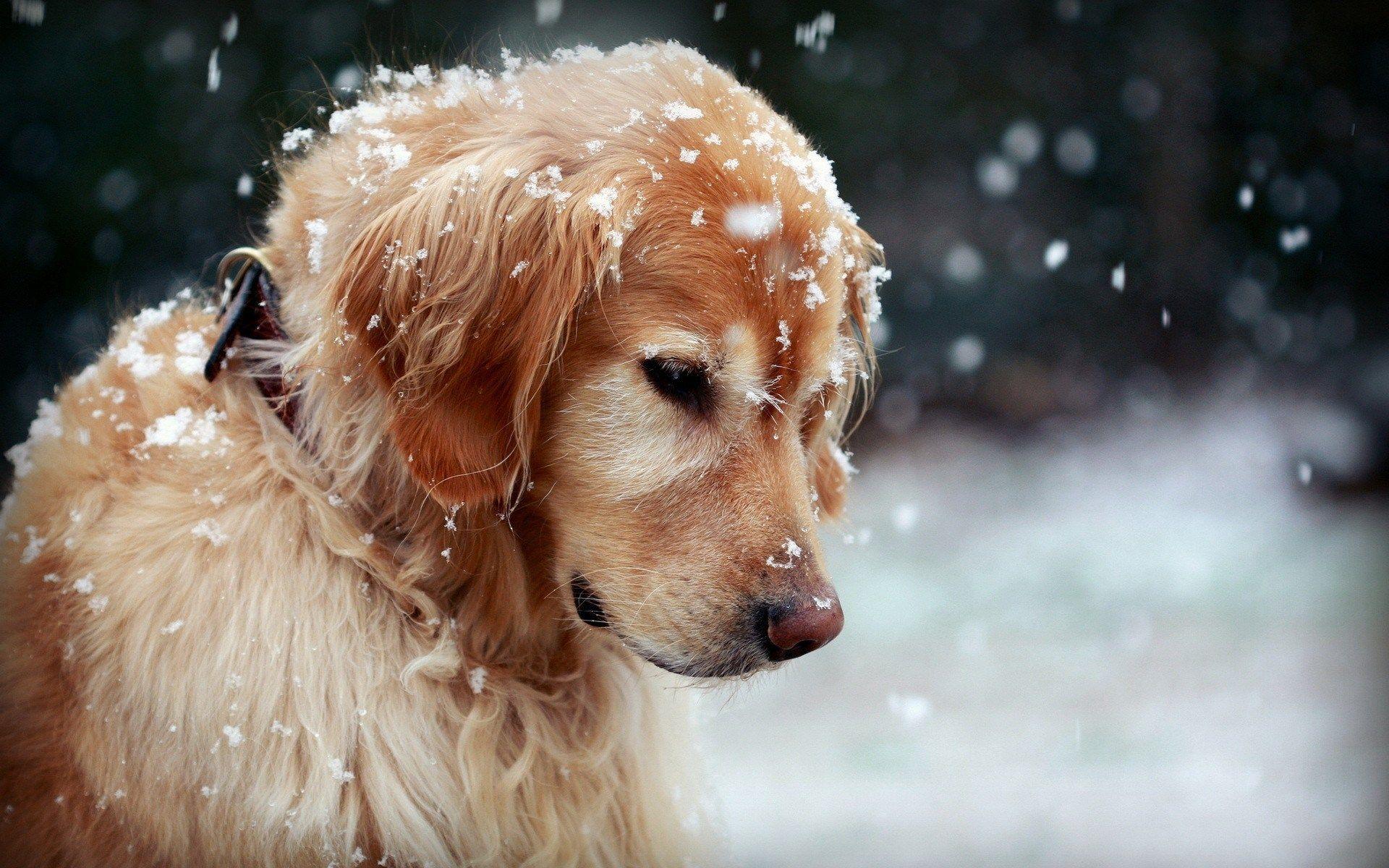 Winter Dog Snowflakes Hd Wallpaper Dog Wallpaper HD Free
