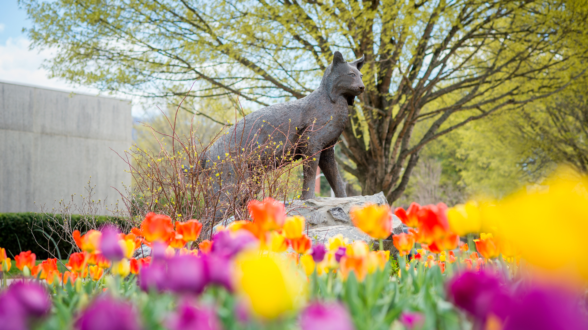 Western Carolina University All Things WCU? Download These Zoom Background!