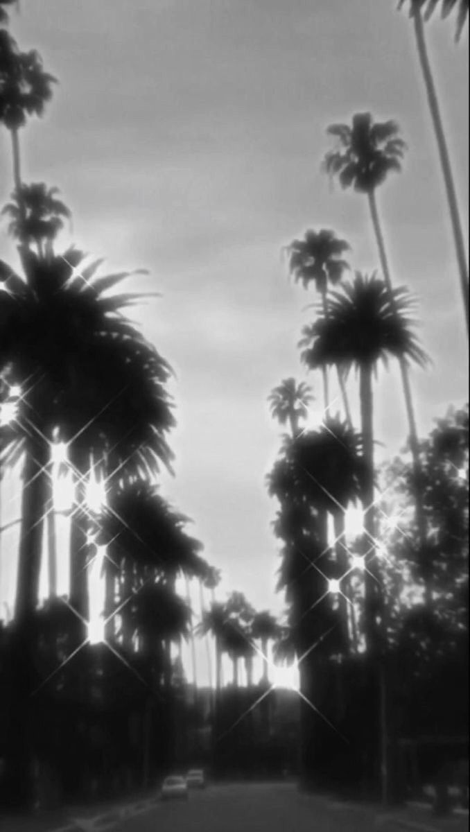 Black and White Palm Tree Photo Wall