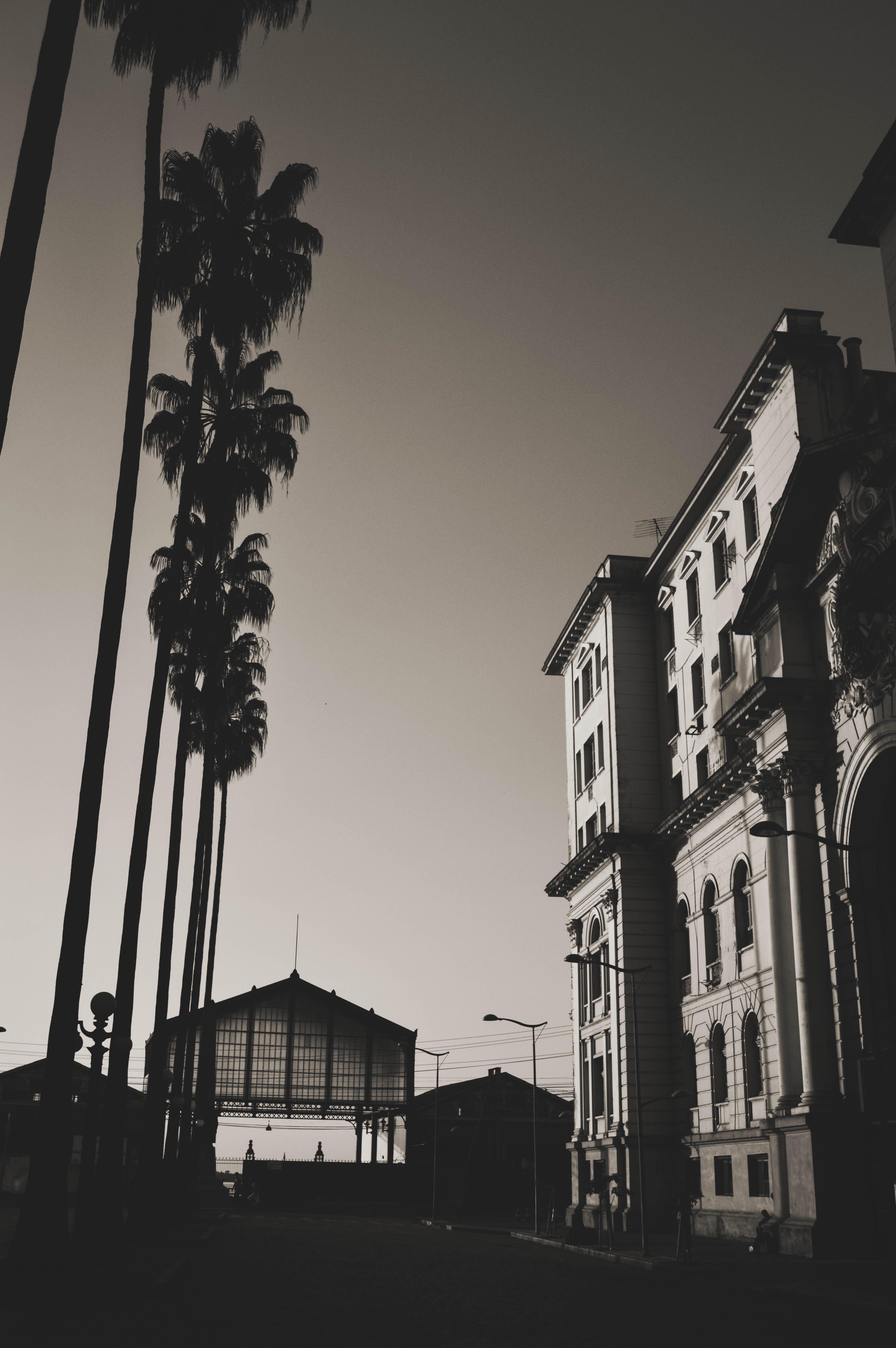 vertical, Monochrome, Palm trees Wallpaper HD / Desktop and Mobile Background