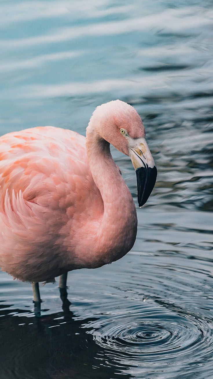 Like A Bird iPhone Wallpaper Collection