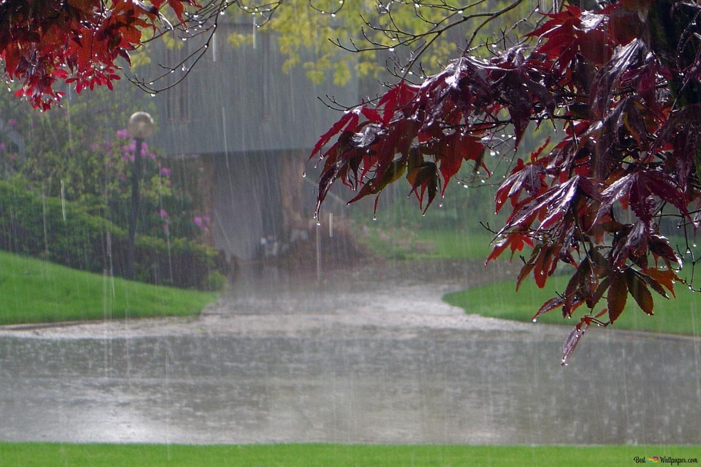 Photography rain HD wallpaper download