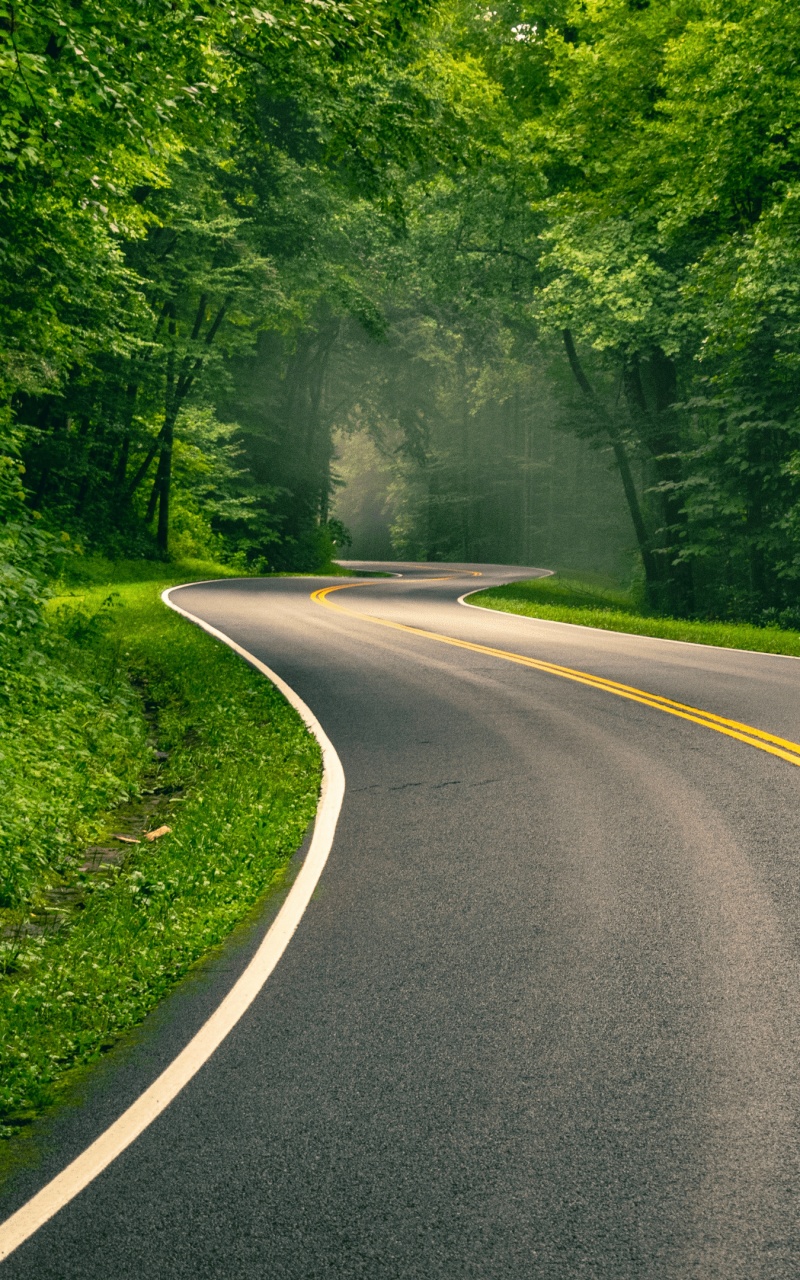 Curved Road through Vibrant Green Forest 4K UHD Wallpaper for UltraHD Desktop and TV, Widescreen and UltraWide Display, Dual Monitor, Smartphone and Tablet Devices