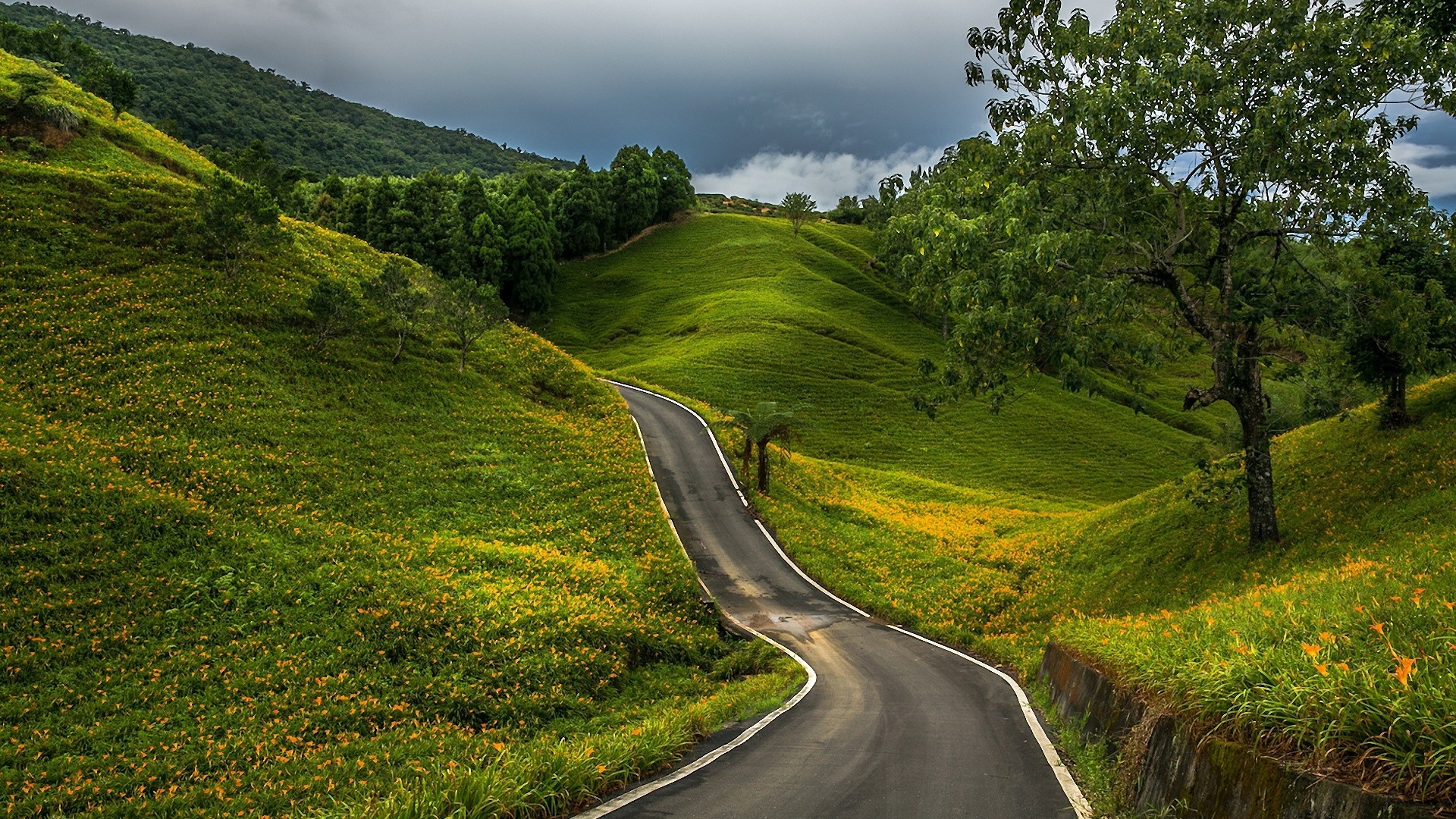 Winding Road Through Lush Green Countryside with Trees