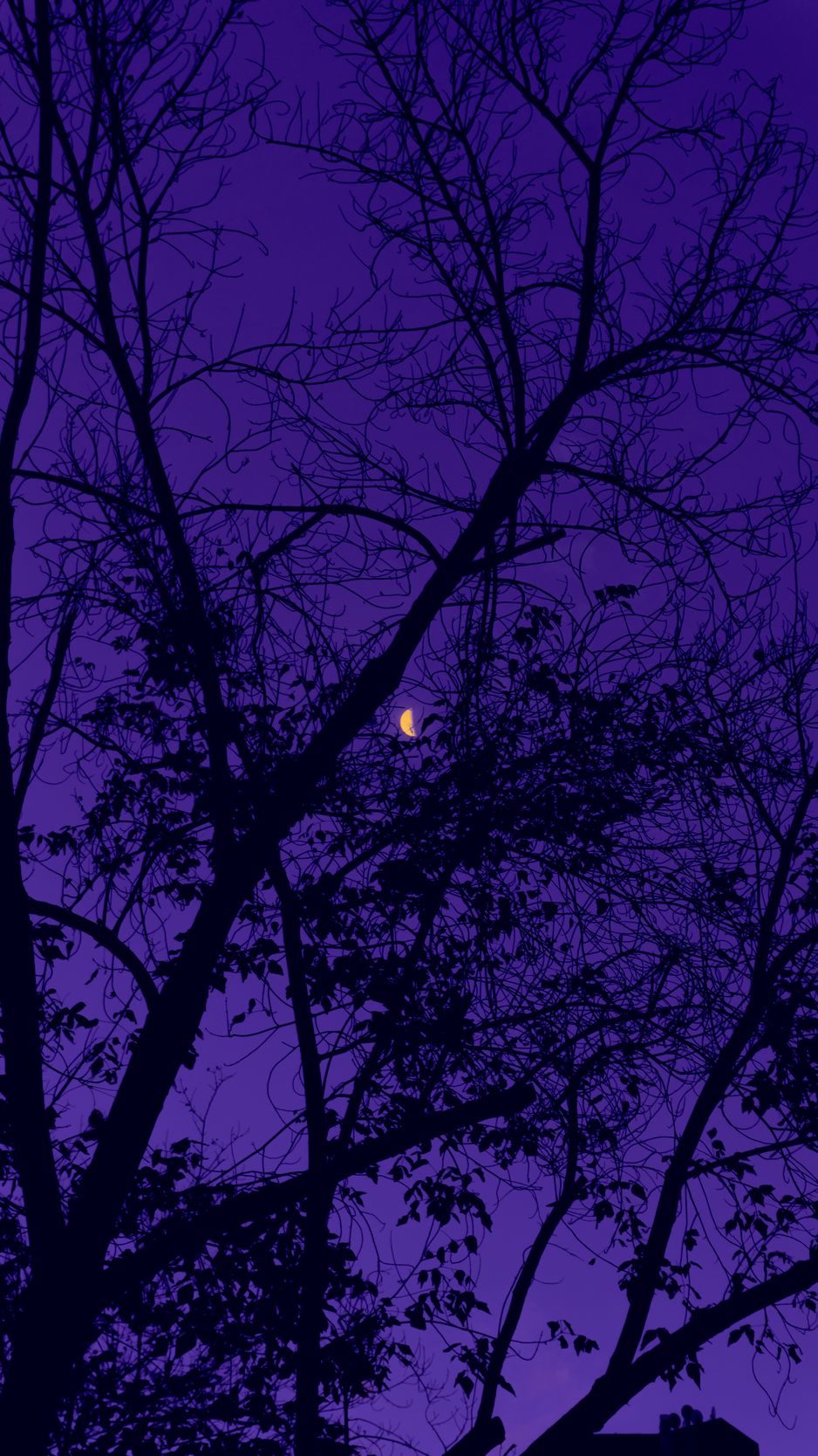 Download Wallpaper 938x1668 Trees, The Moon, Night, Sky, Purple Iphone 8 7 6s 6 For Parallax HD Background