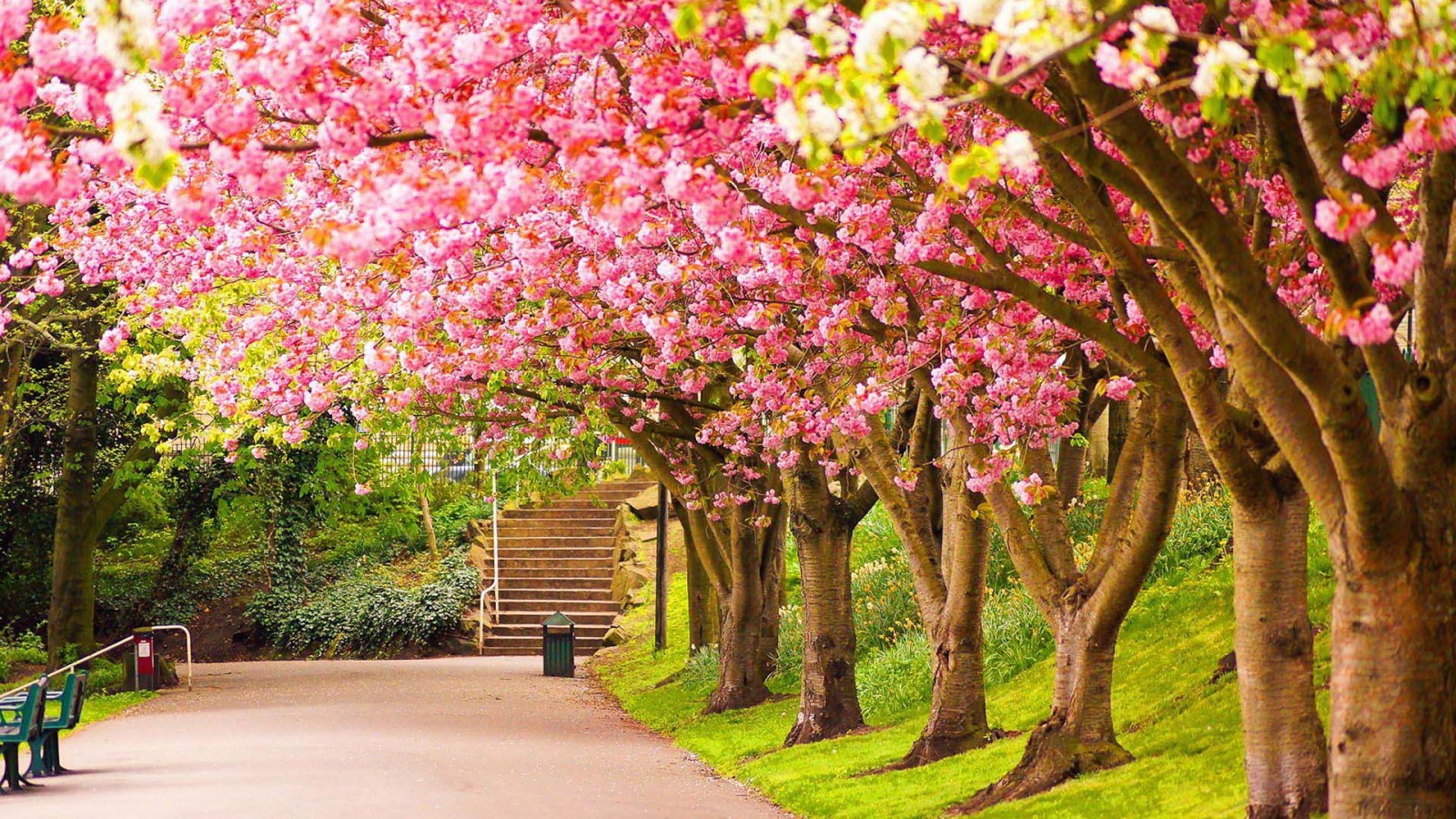 Pathway Between Colorful Cherry Blossom Trees During Daytime HD Nature Wallpaper