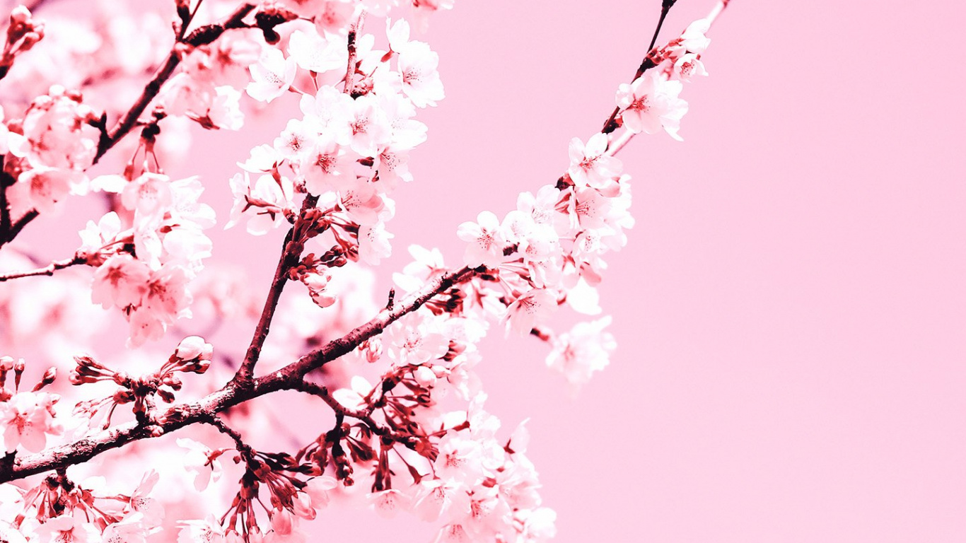 Laptop Cherry Blossom Wallpaper Free 1366x768 High Quality Background