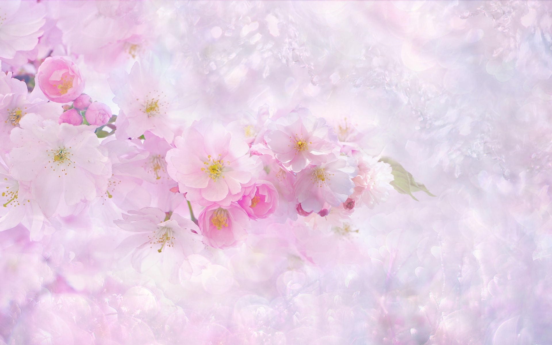 Cherry blossom Wallpaper 4K, Light pink background