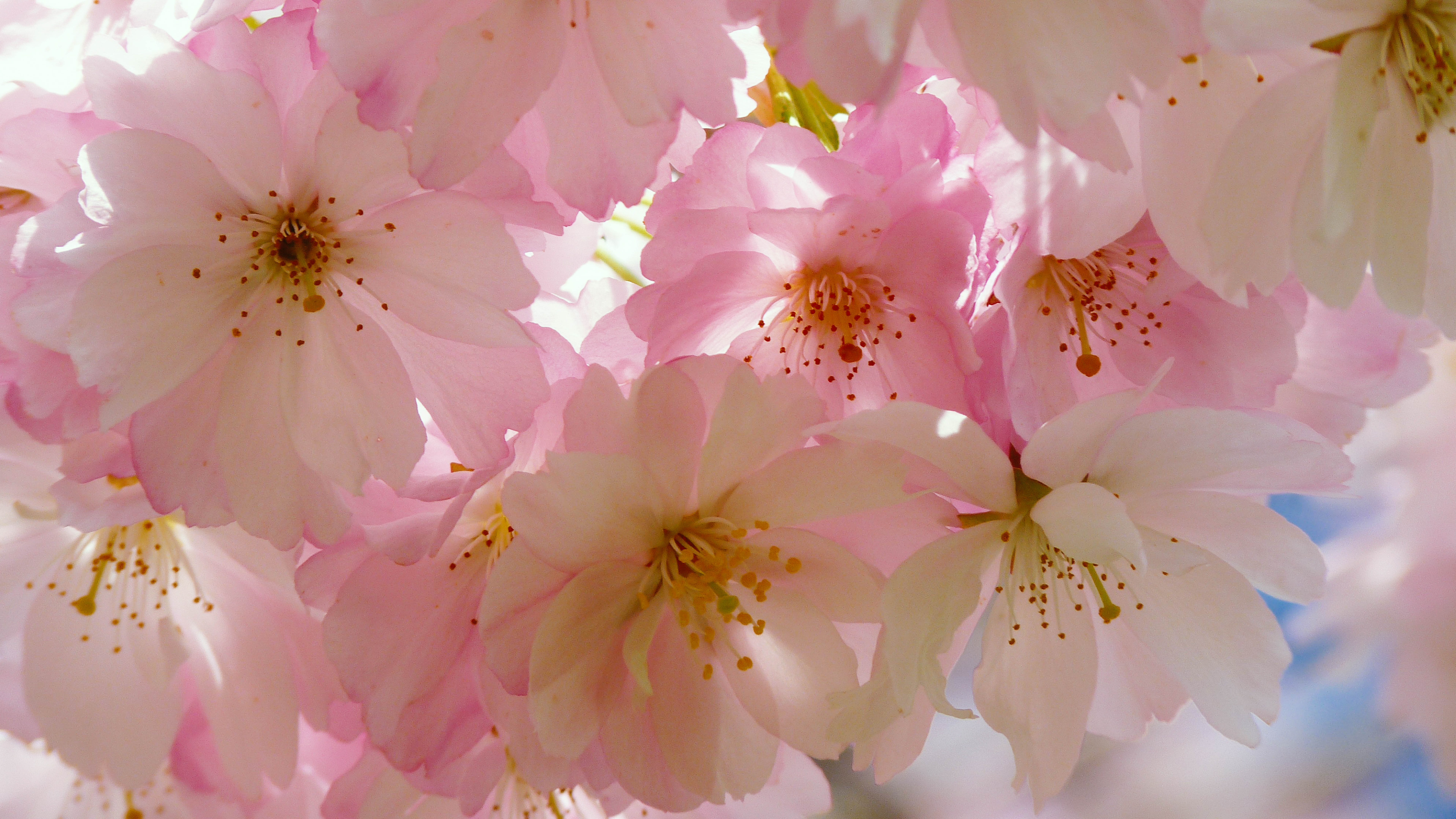 Japanese Cherry Blossom Wallpaper