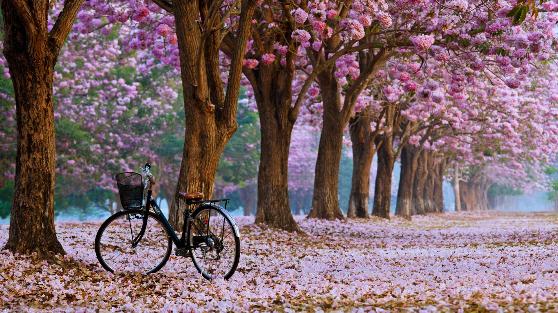 Download Ultra HD Bike On Cherry Blossom Lane Laptop Wallpaper