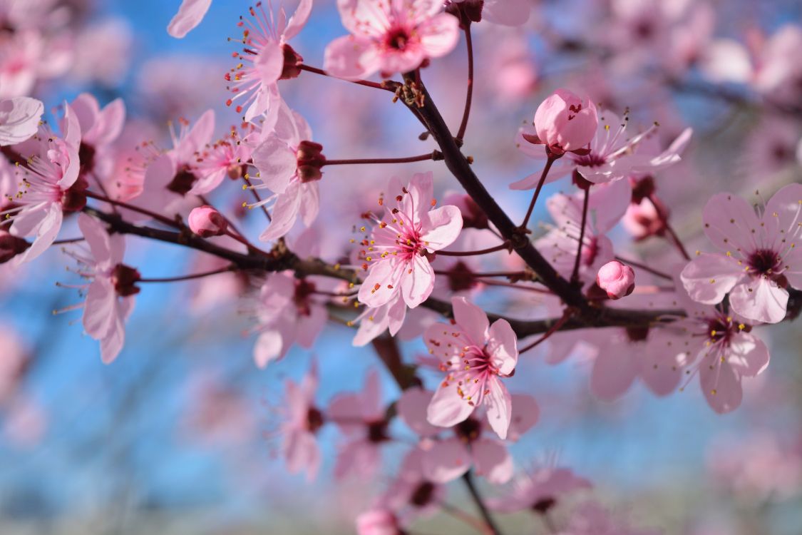 Wallpaper Pink Cherry Blossom in Bloom During Daytime, Background Free Image