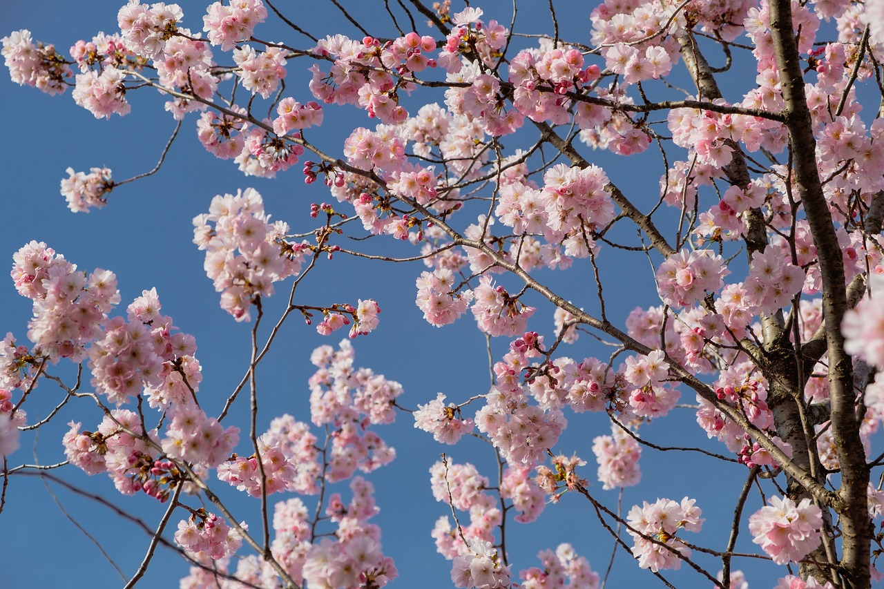 Japanese Cherry Tree Flower