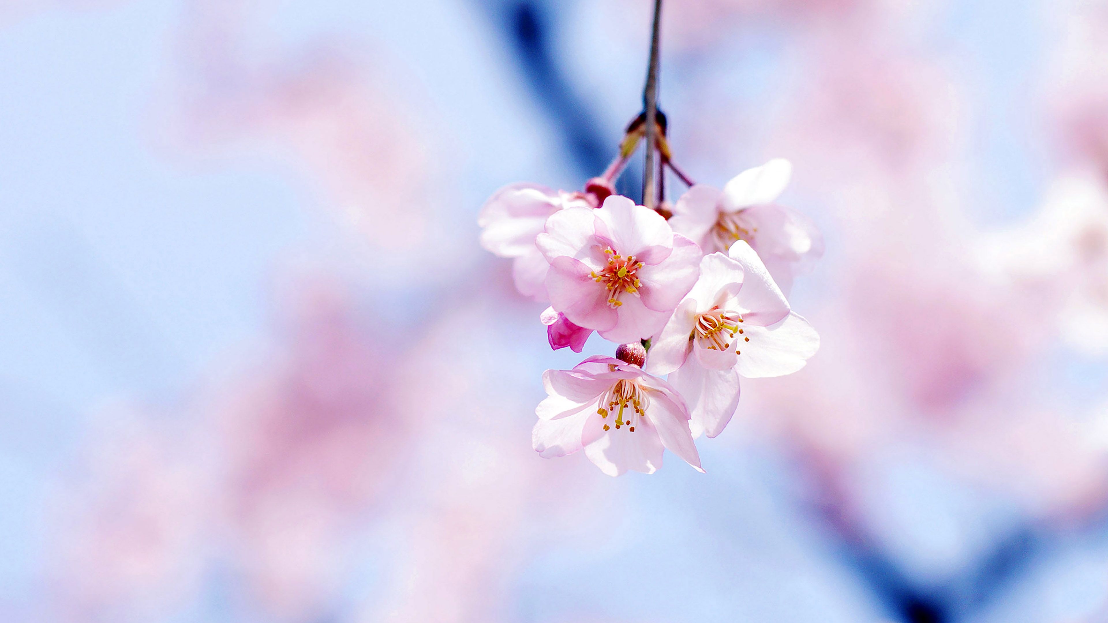 Cherry Blossom Desktop Wallpaper, HD Cherry Blossom Desktop Background on WallpaperBat