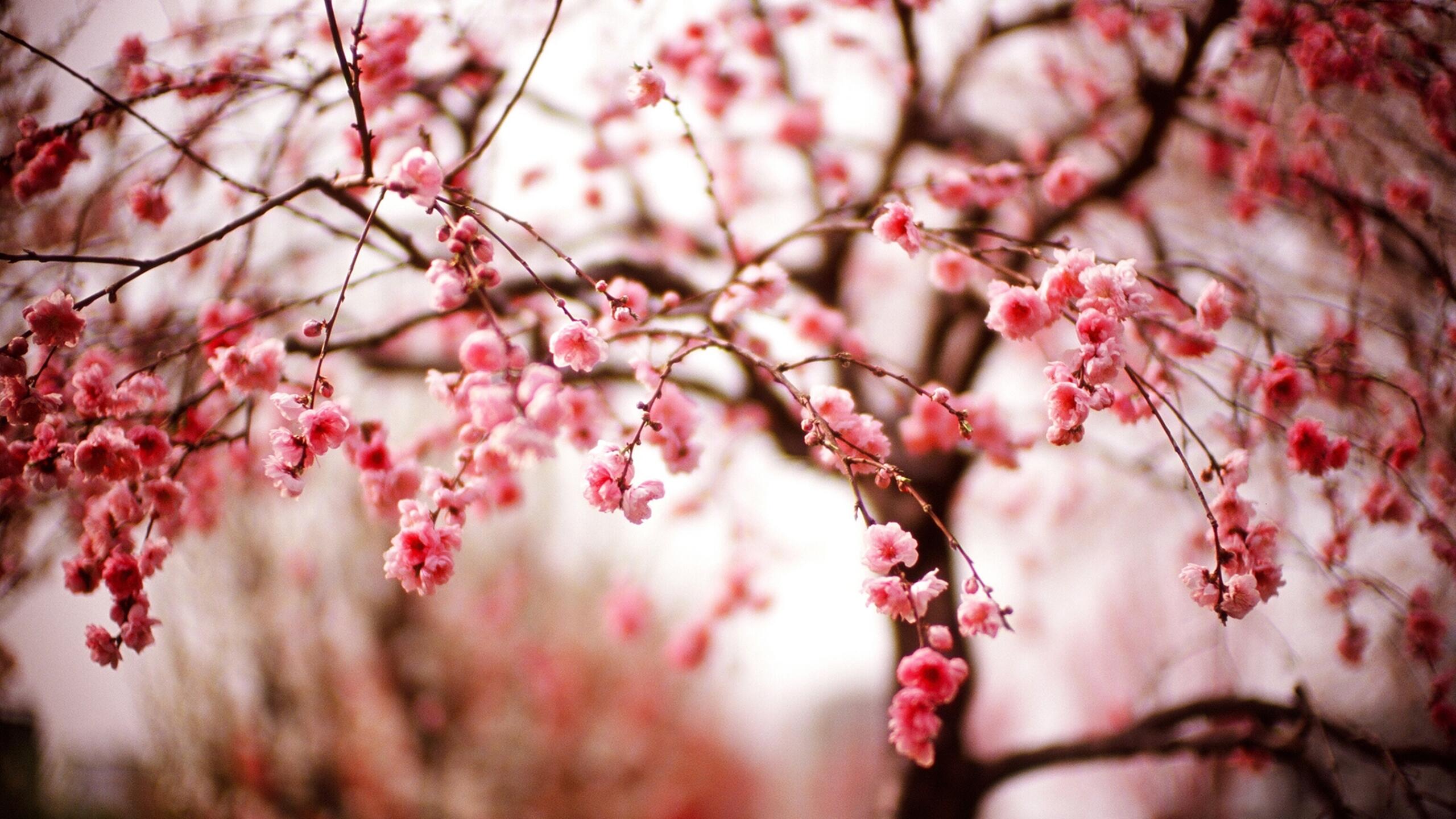 Wallpaper wallpaper cherry blossom branches blurred 2560x1440 QHD & WQHD (16:9) from jorik image and screensavers