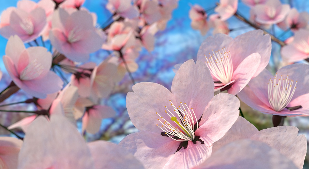 Sakura flower, sakura, cherry blossom, flower, pink flower