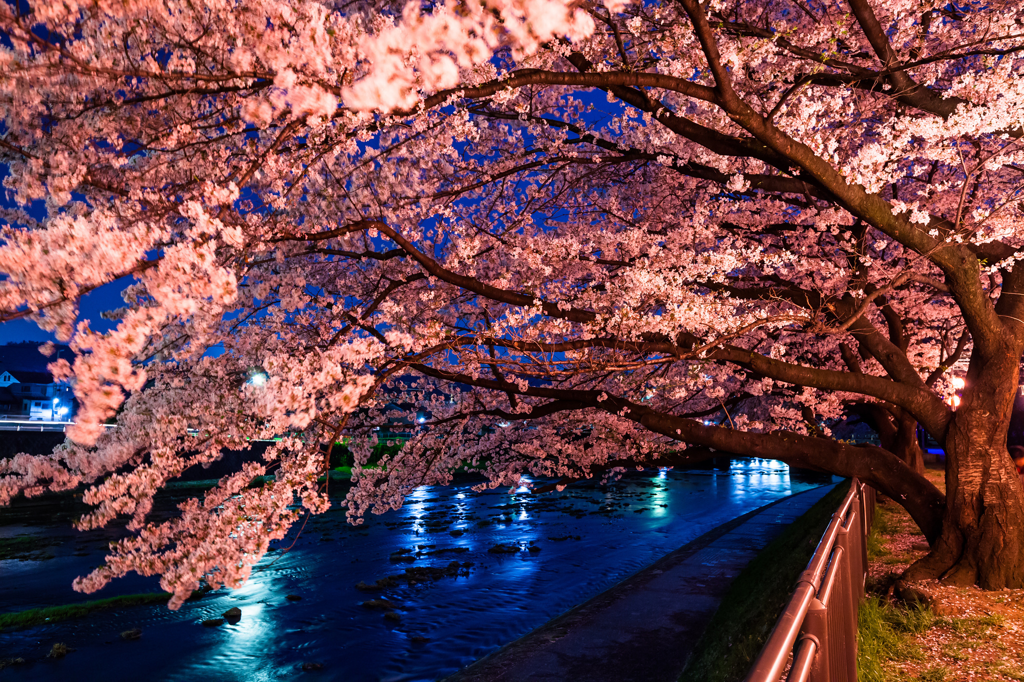 Desktop Wallpaper Cherry Blossoms Wallpaper & Background Download