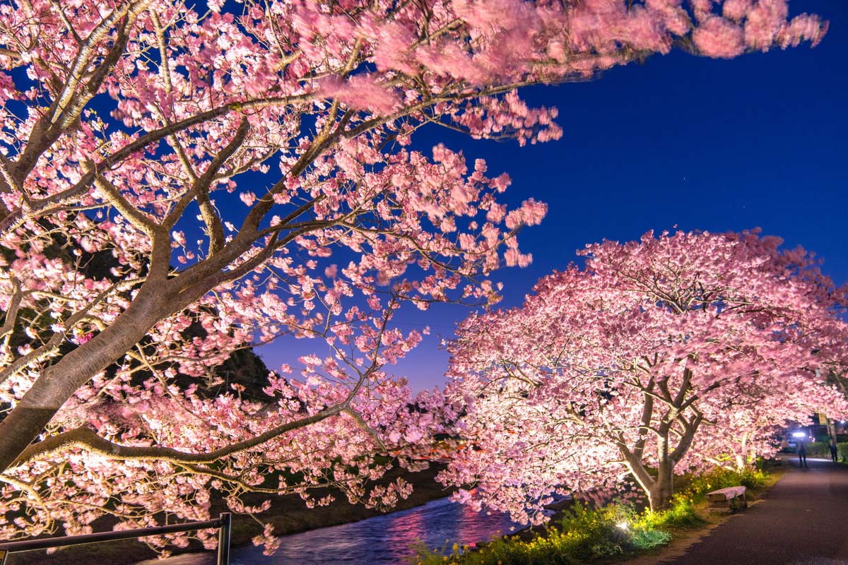 Beautiful Pink and Yellow! A ZEKKEI 5 for Springtime Cherry and Rapa Blossoms｜ZEKKEI Japan