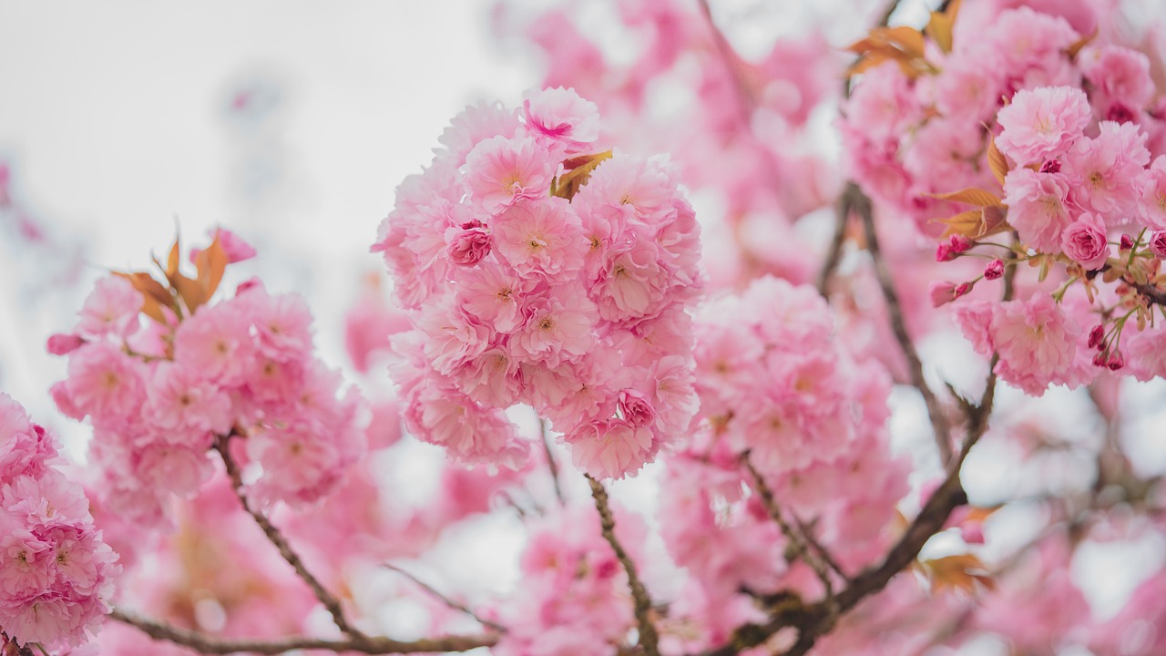 Flowers Cherry Blossoms Sakura
