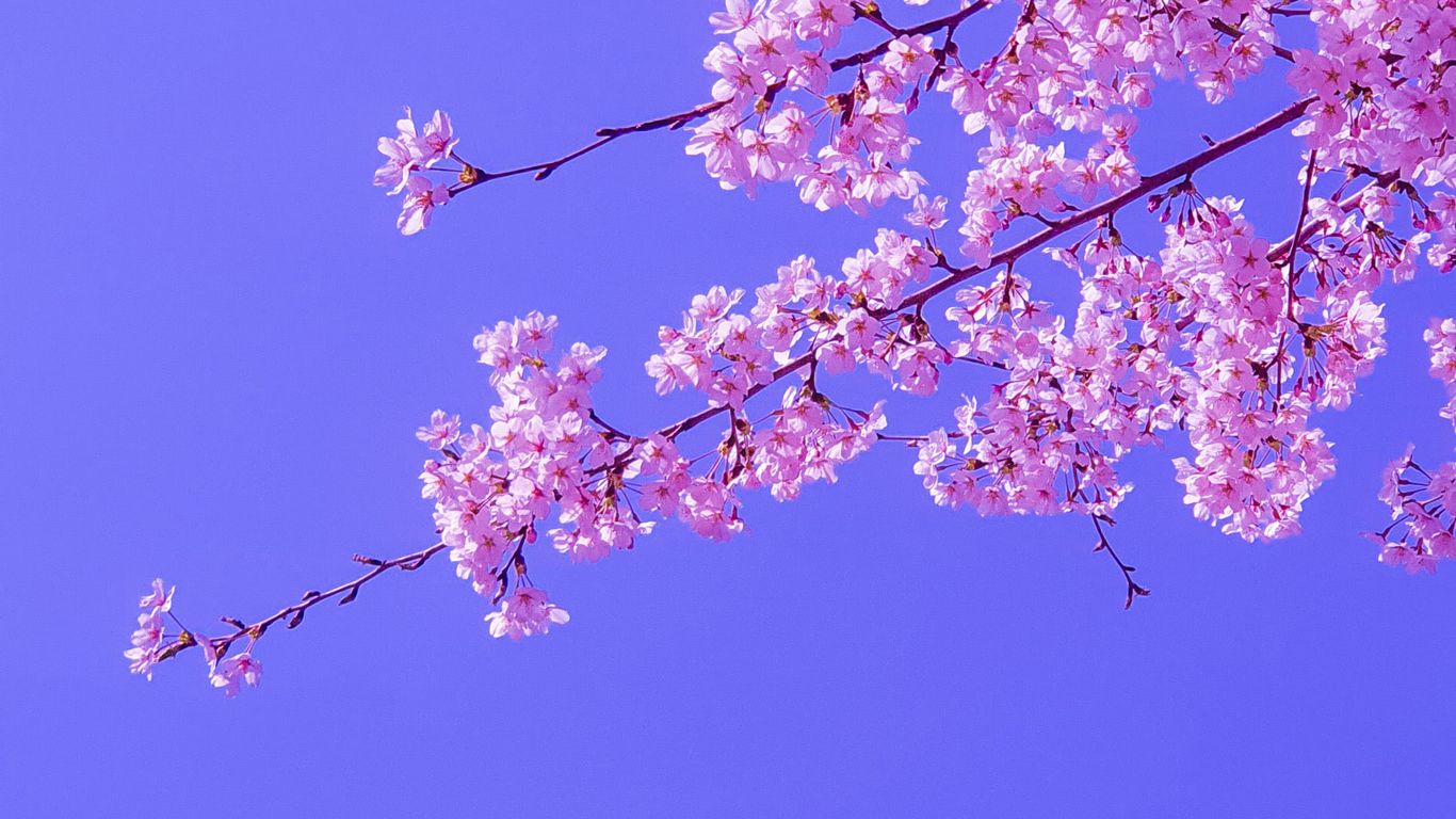 Download wallpaper 1366x768 sakura, flowers, pink, bloom, branches, sky tablet, laptop HD background