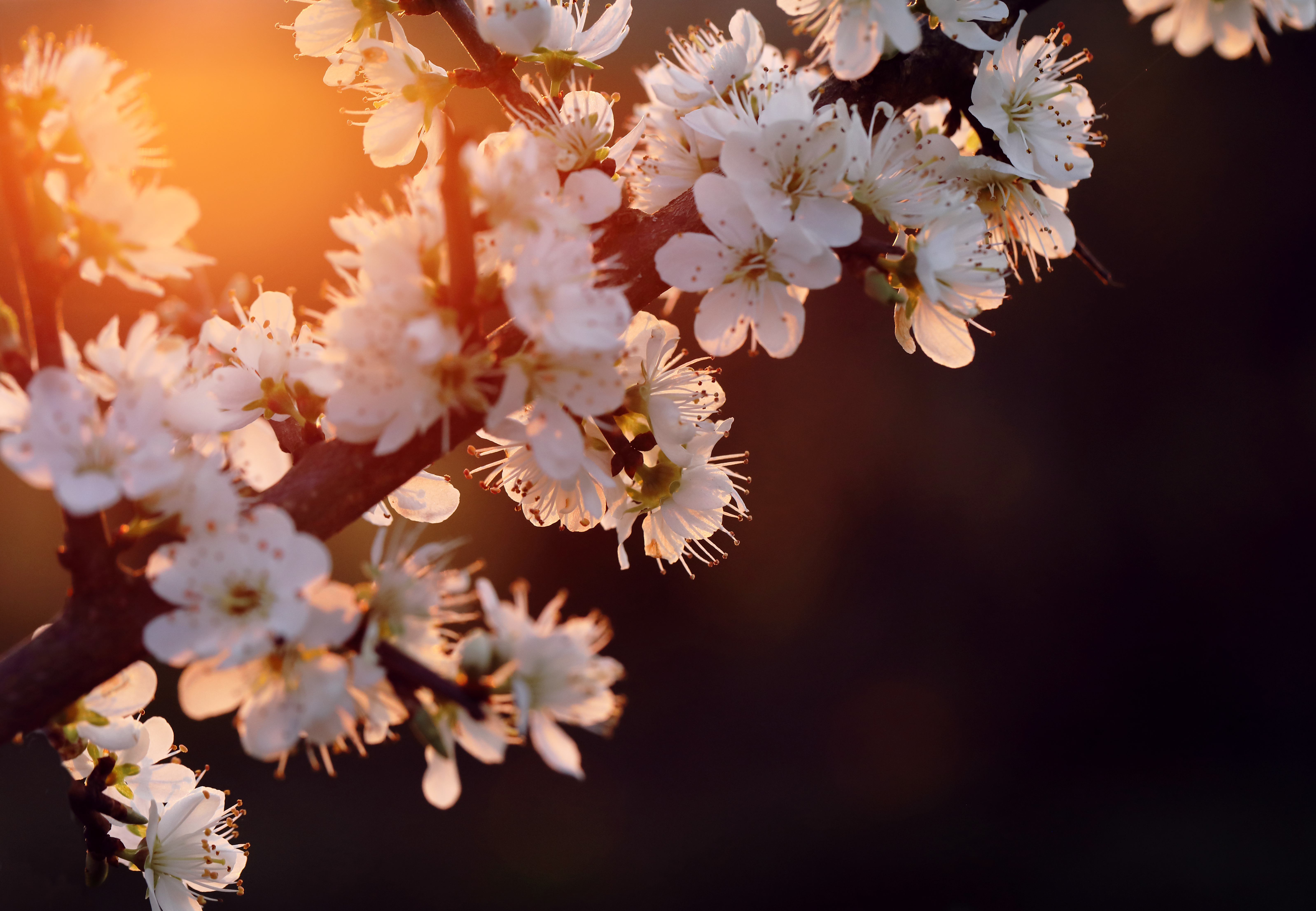 Cherry Blossom 5k Laptop HD , HD 4k Wallpaper, Image, Background, Photo and Picture