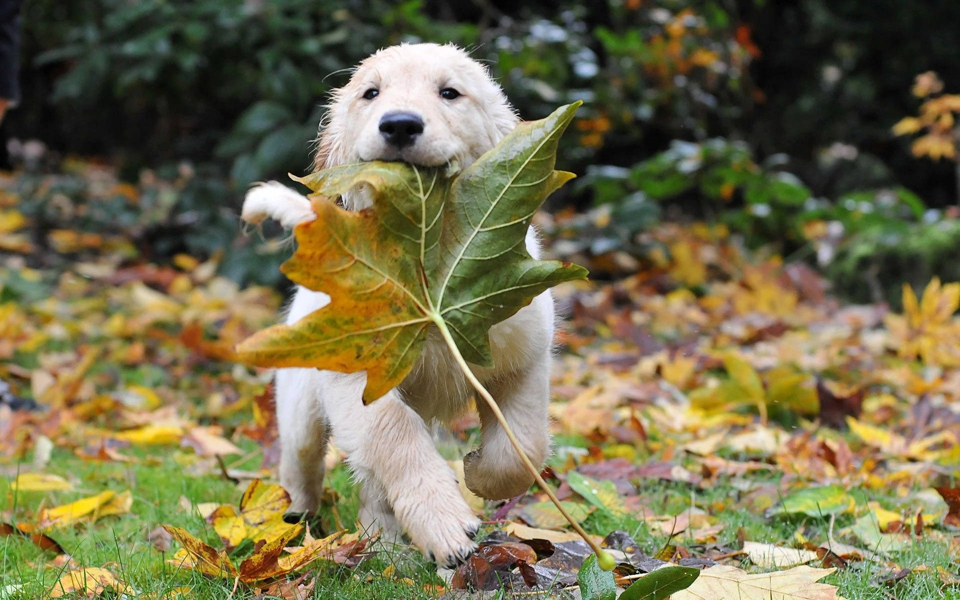 Download Fall Season Dog Wallpaper