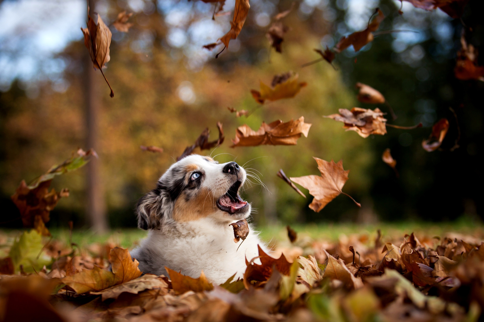Wallpaper autumn, leaves, nature, Park, dog, puppy for mobile and desktop, section собаки, resolution 2000x1333