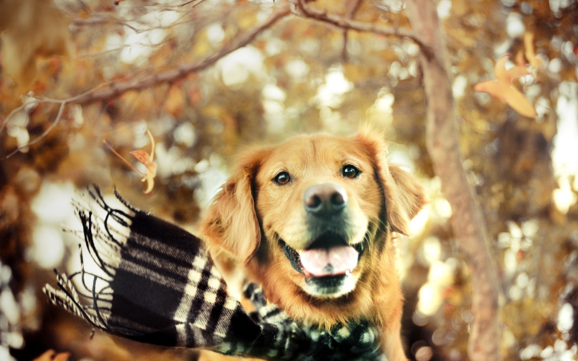 Dogs Fall, High Definition, High Quality, Widescreen