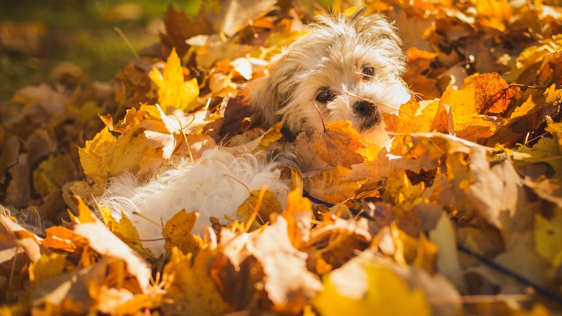 Dog in autumn leaves Desktop wallpaper 1280x720