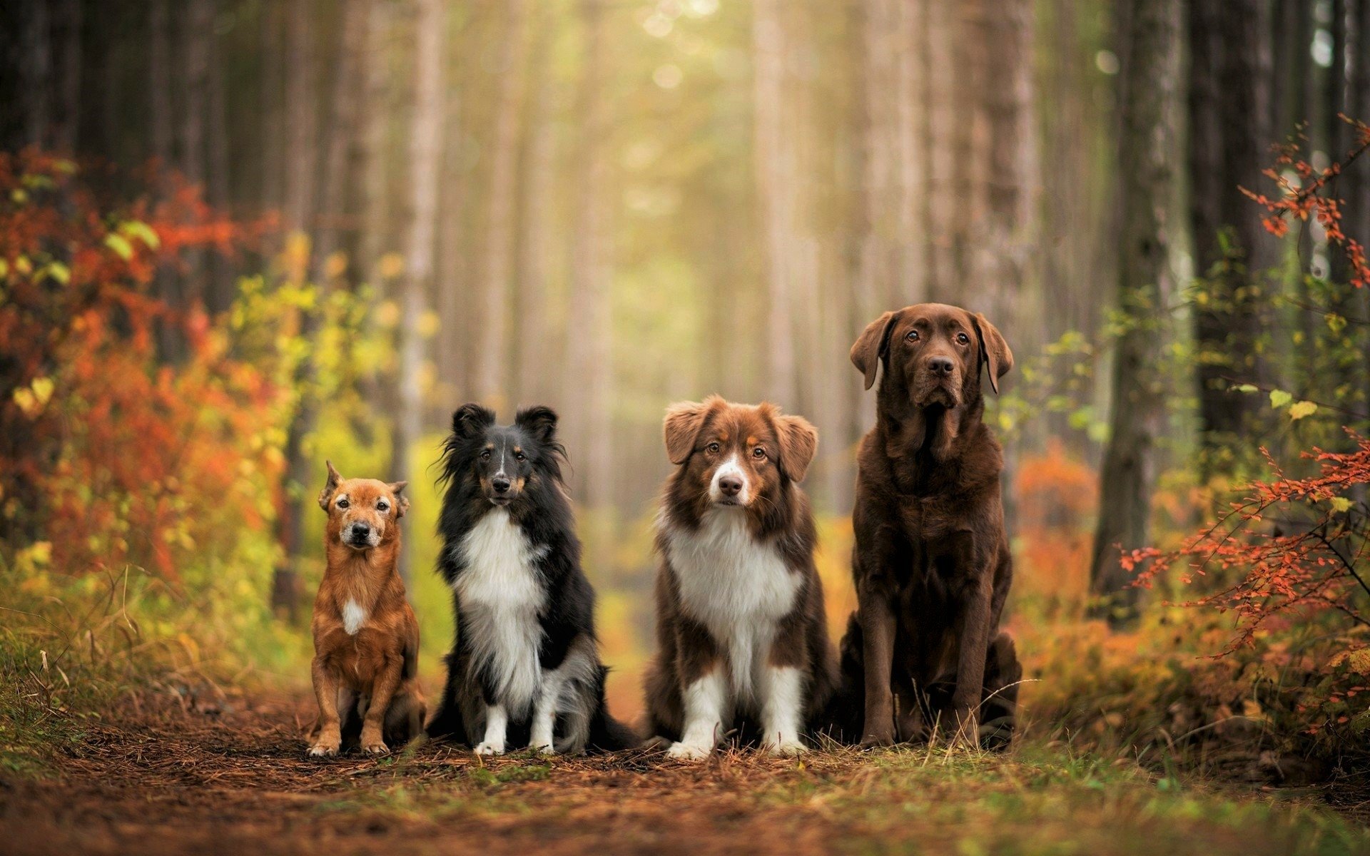 Fall Forest Dogs HD Wallpaper