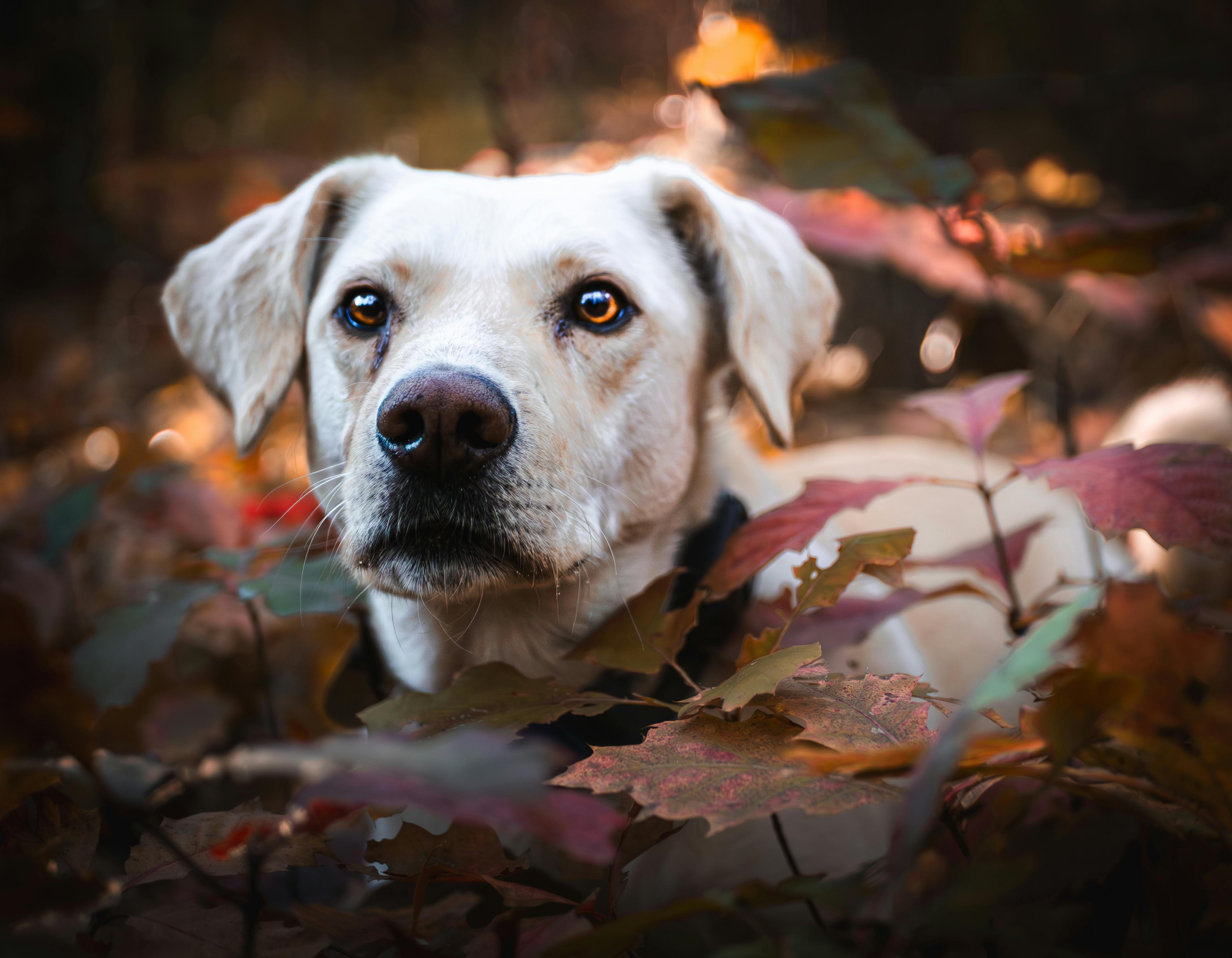 A Dog Lying Outdoors in Autumn · Free
