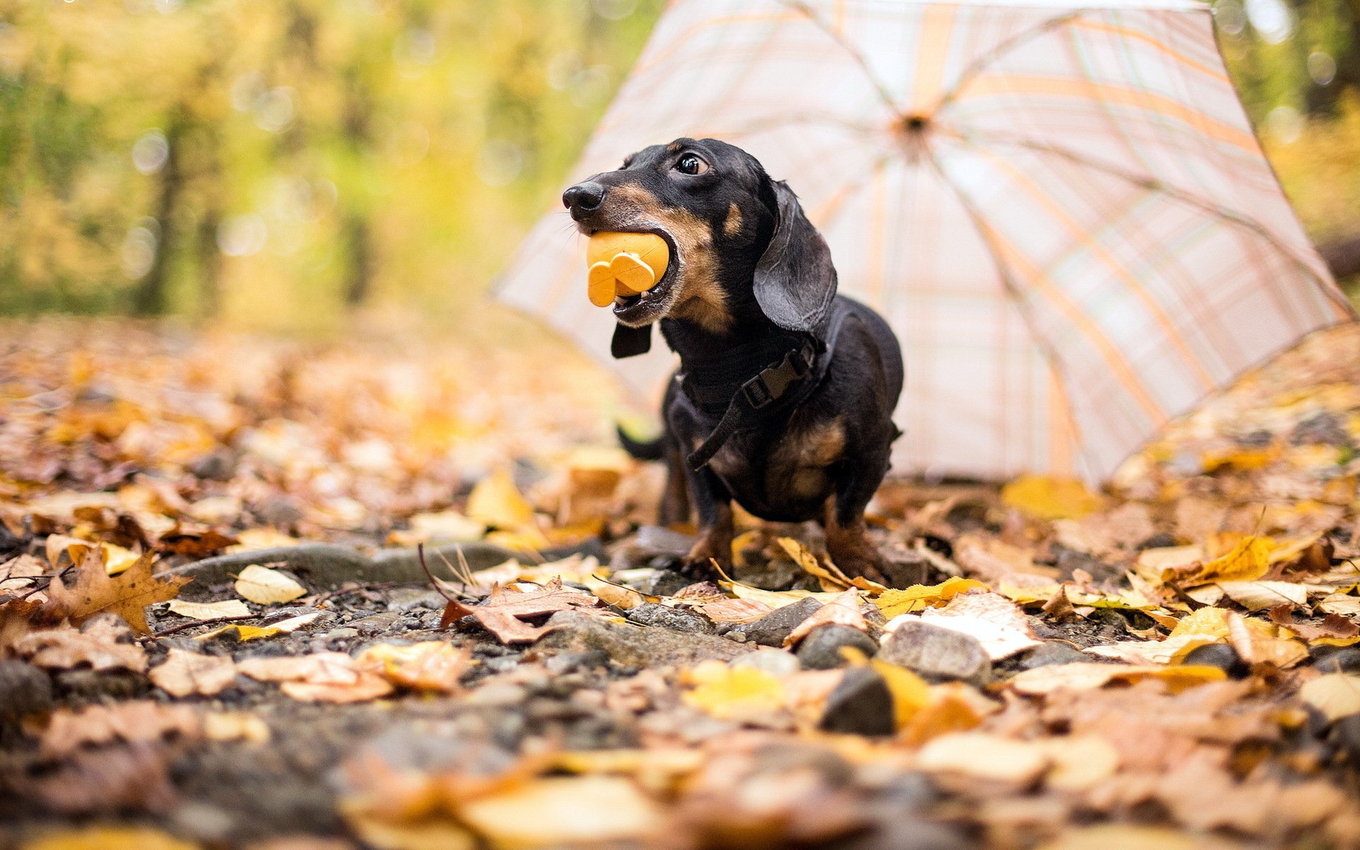 Autumn Dachshund Delight: HD Wallpaper of Playful Pup in Fall Leaves
