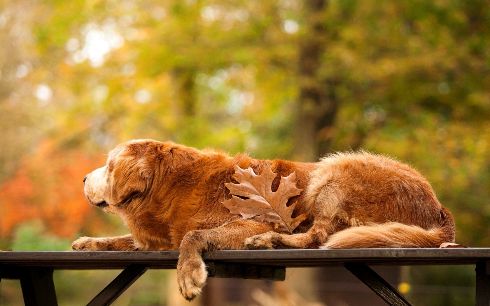 Dog Autumn, High Definition, High Quality, Widescreen