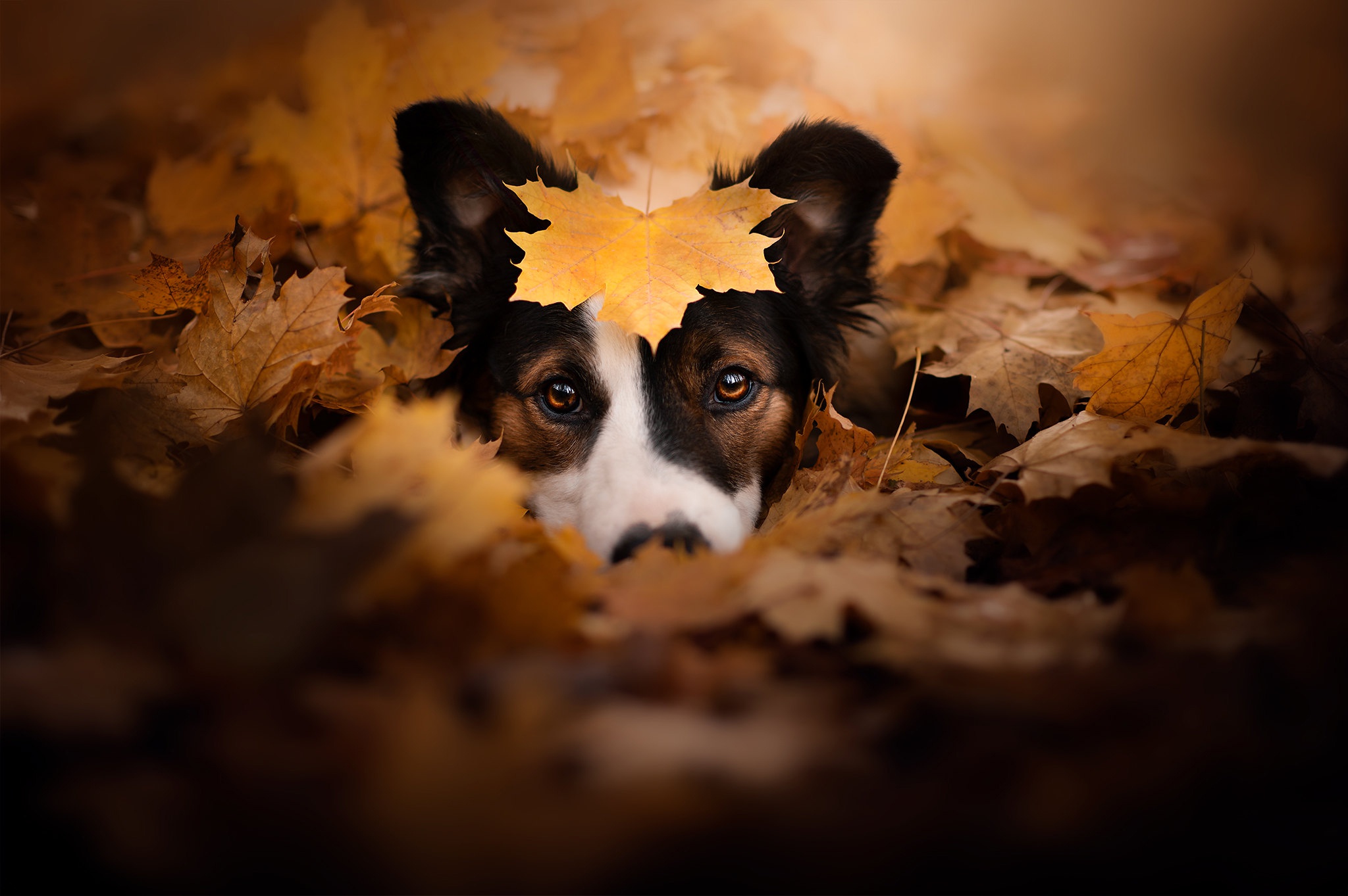 Wallpaper autumn, look, face, dog, leaf, fallen leaves for mobile and desktop, section собаки, resolution 2048x1363