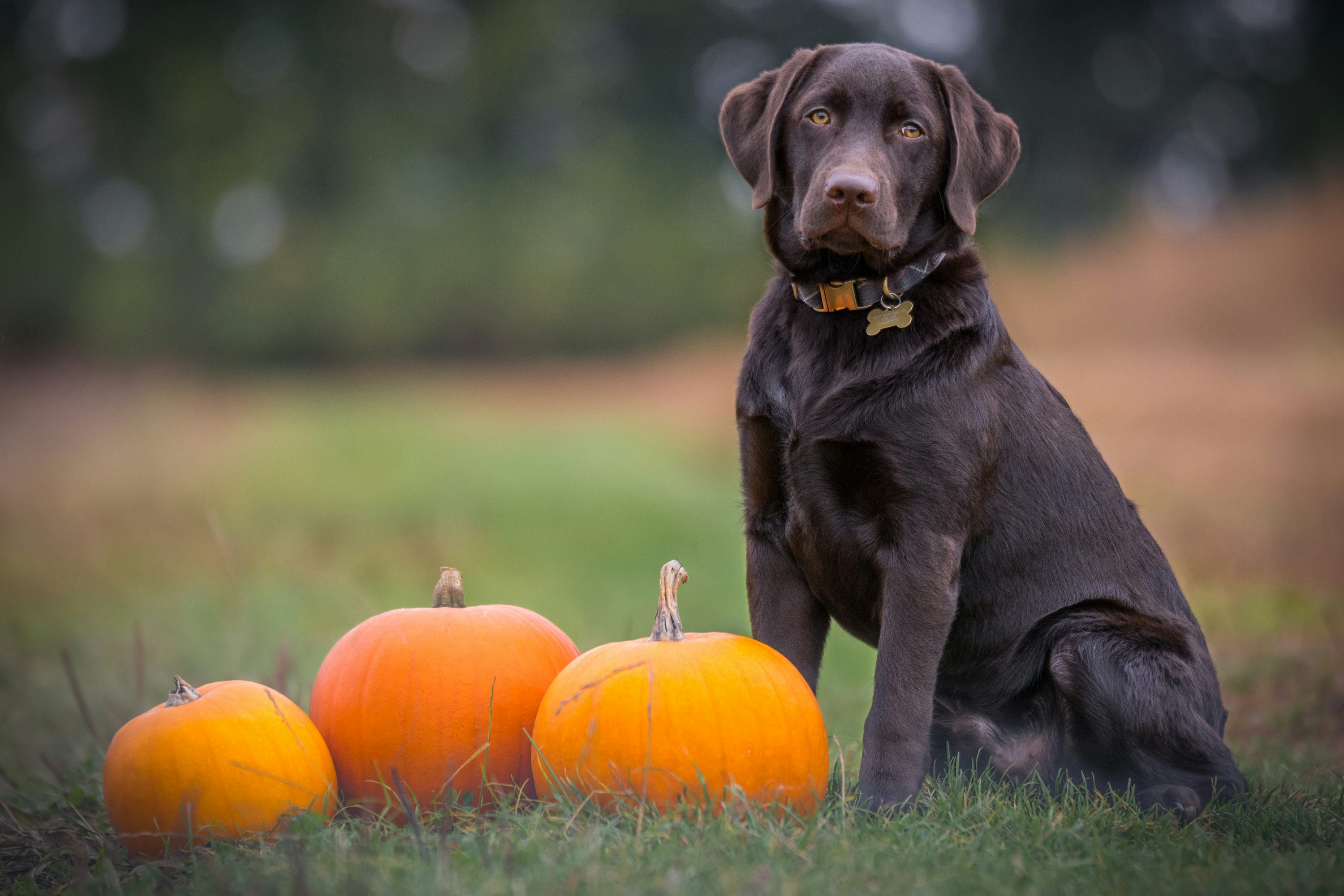 Black dog sitting on grass photo